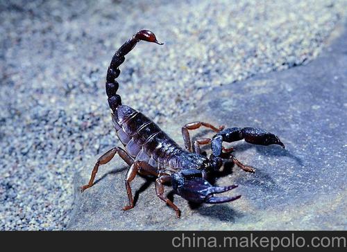 小蝎子养殖毒蝎子养殖小蝎子养殖毒蝎子养殖图片